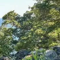 伊豆いちご摘み取り