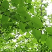三井物産、TNFD賛同