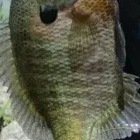 琵琶湖外来魚釣り