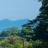 春の芍薬と花筏