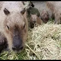 宇都宮の赤ちゃん動物